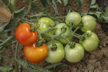 Tomatoes in a field