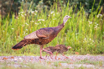 turkey and chicks
