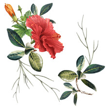 Illustration Of Beautiful Flower On White Background