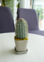 Canvas Print - Cactus green leaf in vase on table