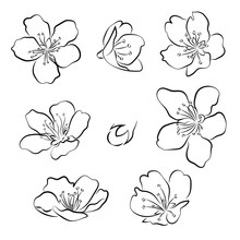 Set Of Cherry Blossoms. Collection Of Flowers Of Sakura. Black And White Drawing Of Spring Flowers. Linear Art. Tattoo.