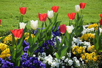 Poster - Rote und weiße Tulpen