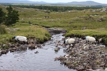 Sheep Crossing A Stream
