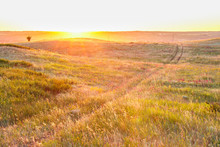 Sunset Sun Over The Field And Mixed Grass
