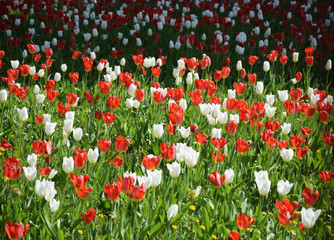 Poster - Rote und weiße Tulpen