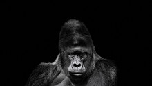 Portrait Of A Gorilla. Gorilla On Black Background, Severe Silverback
