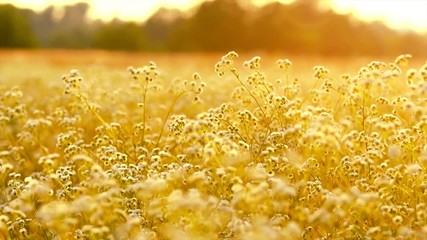 Canvas Print - Beautiful meadow with wild flowers over sunset sky. Field of camomile medical flower, Beauty nature background. Slow motion 4K UHD video 3840x2160