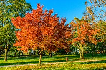 multi-colored trees in autumn on the clear blue sky