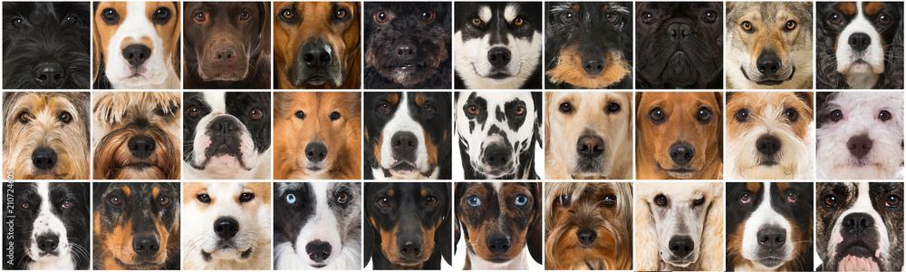 Hundeschnauzen Collage - obrazy, fototapety, plakaty 