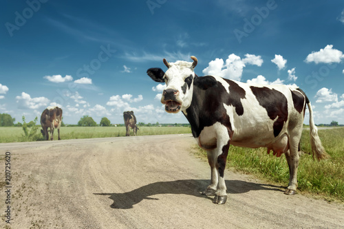 Obraz krowa  krowy-laciate-pasace-sie-na-pieknej-zielonej-lace-na-tle-blekitnego-nieba-hodowla-hodowla