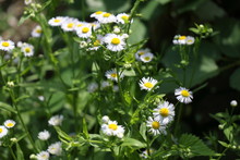Blossoming Erigeron Annuus (annual Fleabane Or Daisy Fleabane) In The Natural Environment