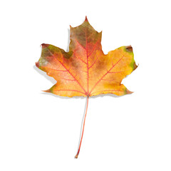 Sticker - Autumn leaf isolated on white background