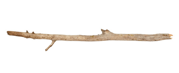 tree stick isolated on white background