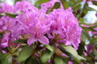 canvas print picture - Rhododendron