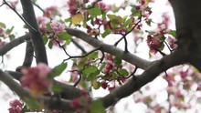 Close Up, Flowers On A Tree On A Cloudy Day