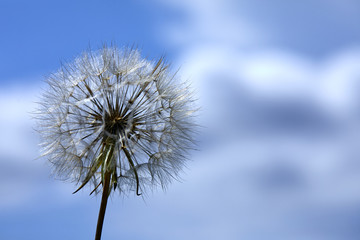 Wall Mural - Closeup picture of Dandelion.