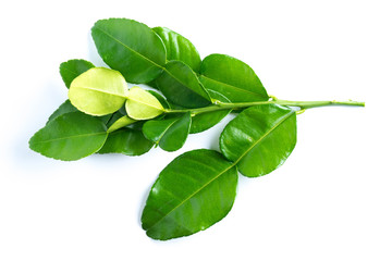 Wall Mural - kaffir lime leaves on white