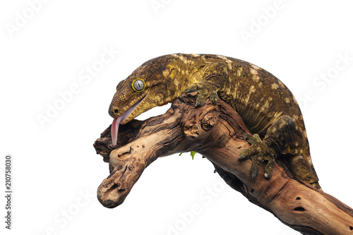 Fotografie, Obraz New Caledonian giant gecko isolated on white background