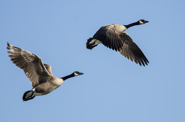 Wall Mural - Pair of Canada Geese Flying in a Blue Sky