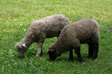 Two sheep on a meadow