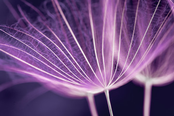 Nature Art - Dandelion Seeds