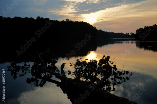 Εκτύπωση καμβά A great blue heron rests on an old fallen tree at dawn at Lake Johnson Park in R