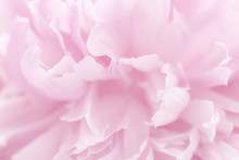 Pink Petals With Blurred Focus