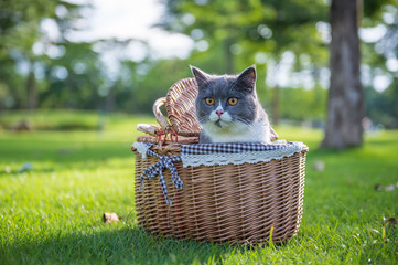 Sticker - The British short hair cat on the grass