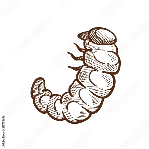 Fotografía Larva harmful insect monochrome outline sketch vector illustration