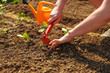 Young woman hands digging little hole with small grub hoe and hand for planting seedling into ground with orange sprinkling can in background.