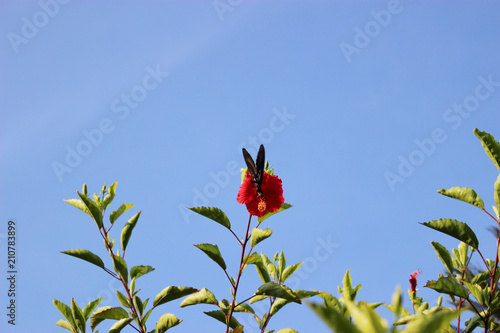 ハイビスカスの赤い花の蜜を吸うモンキアゲハ Stock Photo Adobe Stock ハイビスカスの赤い花の蜜を吸うモンキアゲハ Stock Photo Adobe Stock