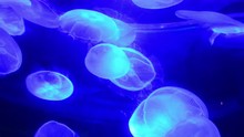 A Brood Of Blue Moon Jellyfish