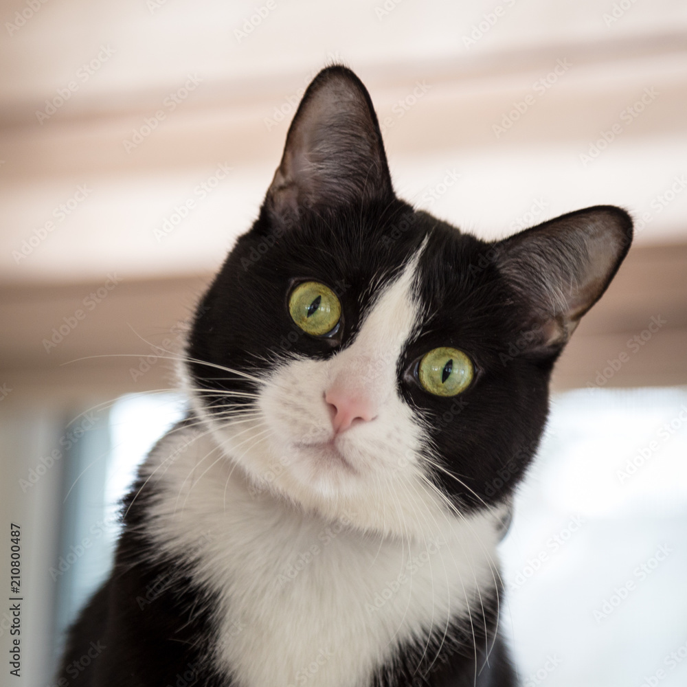 Sale black white tuxedo cat Store