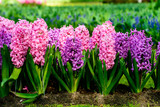 Beautiful blooming bright fresh hyacinth flowers in the garden o