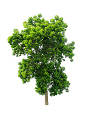Wall Mural - Isolated Tree on white background ,Suitable for use in landscape design, Tree from thailand, Asia