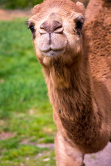 Close Up Face Camel