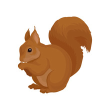 Flat Vector Icon Of Brown Squirrel. Forest Rodent With Shiny Eye And Big Fluffy Tail. Wildlife Theme. Element For Book Or Poster