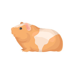Wall Mural - flat vector icon of guinea pig with orange-white coat. cute domestic animal. home pet. element for p