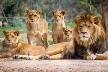 lion family