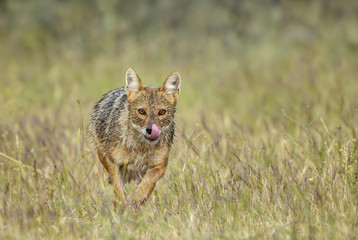 Wall Mural - golden jackal - canis aureus, wild carnivore mammals from old world forests and hills, eastern rodop