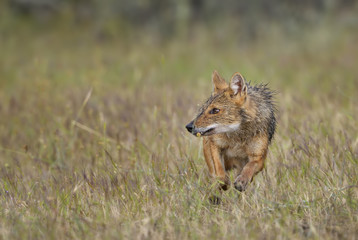 Wall Mural - golden jackal - canis aureus, wild carnivore mammals from old world forests and hills, eastern rodop