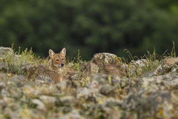 Wall Mural - golden jackal - canis aureus, wild carnivore mammals from old world forests and hills, eastern rodop