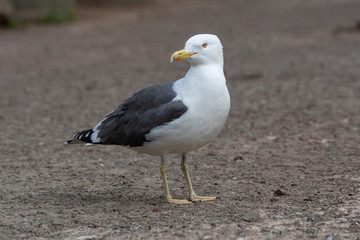 Sticker - Close up view of Lesser black-backed gull (Larus fuscus)