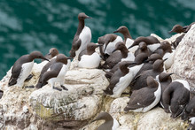 A Group Of Nesting Guillemots (Uria Aalge) On The Cliffs Of The Isle Of May