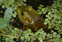 Large Bullfrog Half Immersed In The Bayou