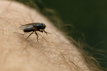 Fly Sits On Human Skin.