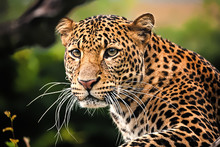 Javan Leopard Close Up