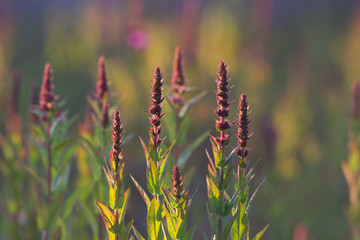 Wall Mural - Crimson wildflower in summer field at sunset, horizontal