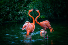 Two Caribbean Flamingos In Fight