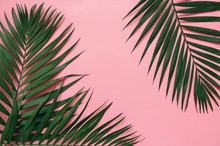 Tropical Palm Leaves On Pastel Pink Background